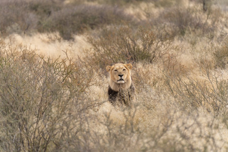 Big lion lying on savannah grass. Landscape with characteristic trees on the plain and hills in the backgroundの写真素材