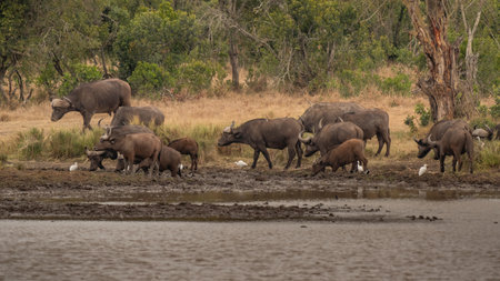 A Cape Buffalo Dagga Bull (Syncerus caffer) on an open grass plainの写真素材