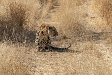 a leopard searching for prey in the grasslands of Namibia's Kalahari Desertの写真素材