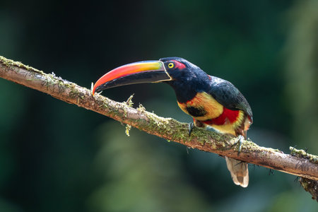 Fiery-billed Aracari - Pteroglossus frantzii is a toucan, a near-passerine bird. It breeds only on the Pacific slopes of southern Costa Rica and western Panamaの写真素材
