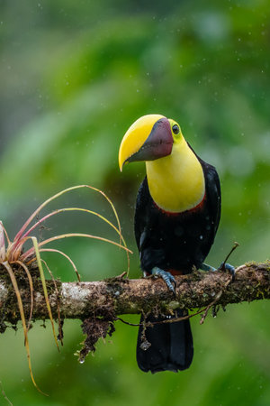 Keel-billed Toucan - Ramphastos sulfuratus, large colorful toucan from Costa Rica forest with very colored beak.の写真素材