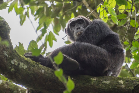 Pan-hooting chimpanzee (Pan troglodytes) in natural habitatの写真素材