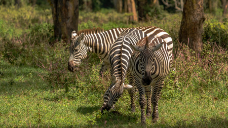 african plains zebra on the dry brown savannah grasslands browsing and grazing. focus is on the zebra with the background blurred, the animal is vigilant while it feedsの写真素材