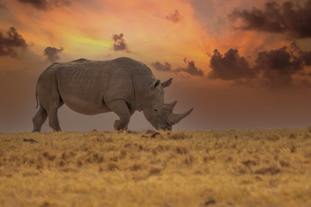 White Rhinoceros Ceratotherium simum Square-lipped Rhinoceros at Khama Rhino Sanctuary Kenya Africa.の写真素材