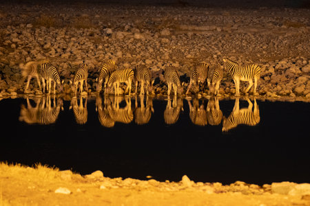 zebra herd at the watering hole namibiaの写真素材