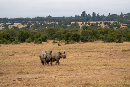 Rhinoceroses at Khama Rhino Sanctuary Kenya Africa.の写真素材