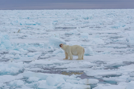 Polar Bear (Ursus maritimus) Spitsbergen North Oceanの写真素材