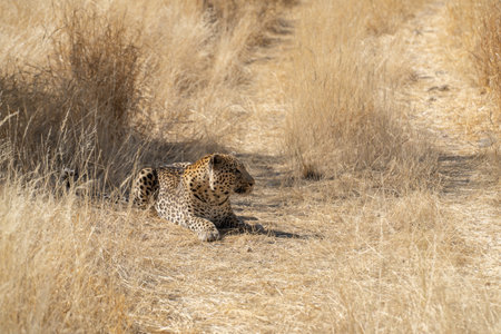 a leopard searching for prey in the grasslands of Namibia's Kalahari Desertの写真素材