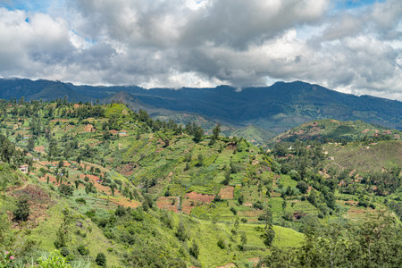 beautiful tea plantations in the mountainsの写真素材