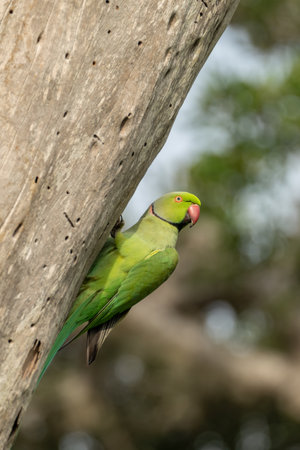 The rose-ringed parakeet (Psittacula krameri), known as the ring-necked parakeet, is a gregarious Afro-Asian parakeet species that has an extremely large range. They have a distinctive green colour.の写真素材