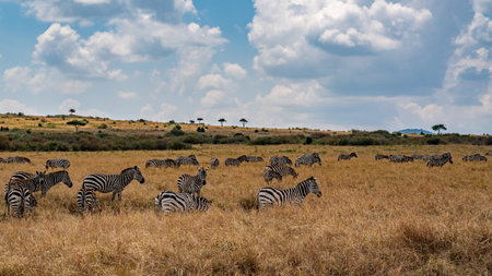 a herd of zebra grazing on the plains.の写真素材
