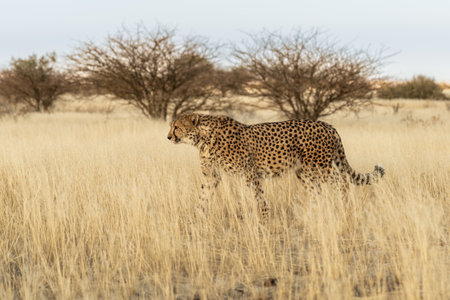 cheetah in the African savannah waiting for prey.
