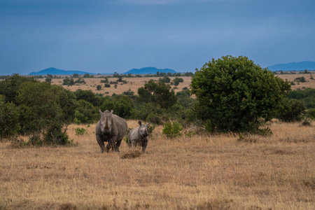 White rhinoceros (Ceratotherium simum) with calf in natural habitat, South Africaの写真素材