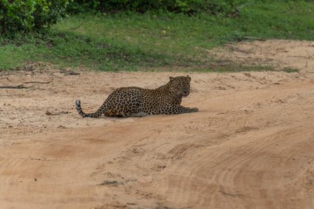 Panthera Paradus Kotiya (Sri Lanka Leopard), posing for the camera.の写真素材