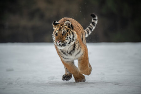 Siberian Tiger running in snow. Beautiful, dynamic and powerful photo of this majestic animal. Set in an environment typical for this amazing animal. Birches and meadowsの写真素材