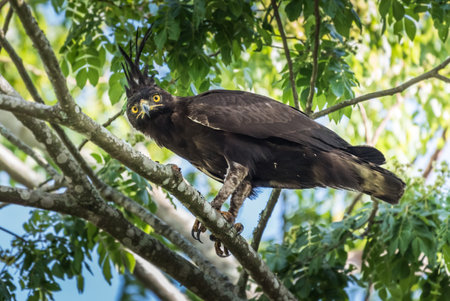 Crowned Eagle portrait displaying facial plumage colors and beakの写真素材