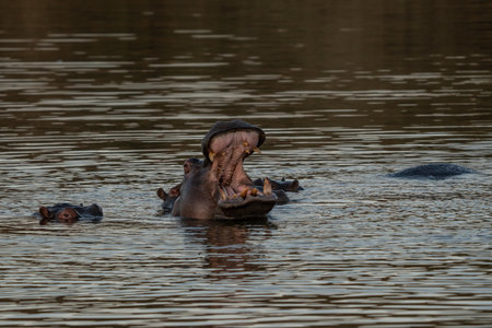 The common hippopotamus (Hippopotamus amphibius), or hippo, is a large, mostly herbivorous mammal in sub-Saharan Africaの写真素材