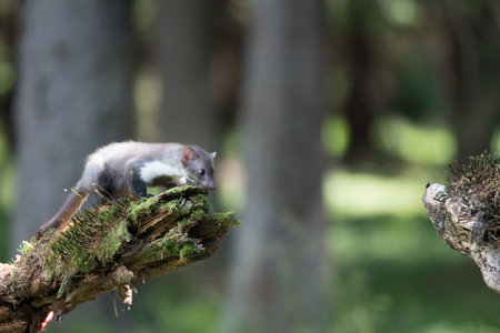 Stone marten, Martes foina, with clear green background. Beech marten, detail portrait of forest animal. Small predator sitting on the beautiful green moss stone in the forest. Wildlife scene, Franceの写真素材