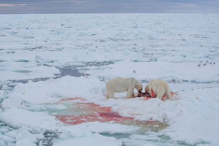 Polar Bear (Ursus maritimus) Spitsbergen North Ocean
