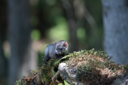 Stone marten, Martes foina, with clear green background. Beech marten, detail portrait of forest animal. Small predator sitting on the beautiful green moss stone in the forest. Wildlife scene.の写真素材