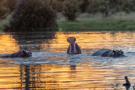 Hippo with open muzzle in the water. African Hippopotamus, Hippopotamus amphibius capensis, with evening sun, animal in the nature water habitat, Botswana, Africaの写真素材