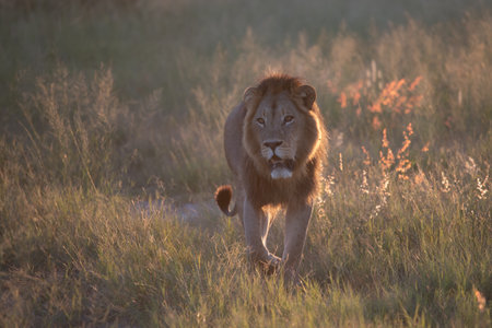 Beautiful Lion in the golden grass of Masai Mara, Kenya Panthera Leo.の写真素材