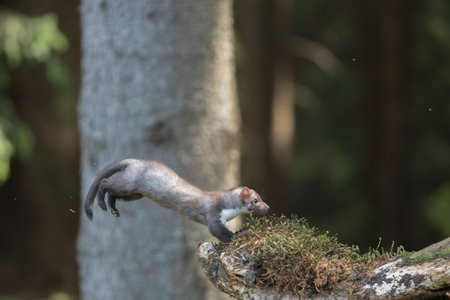 Stone marten, Martes foina, with clear green background. Beech marten, detail portrait of forest animal. Small predator sitting on the beautiful green moss stone in the forest. Wildlife scene, Franceの写真素材