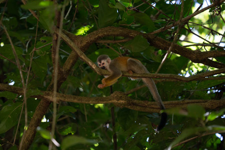 Squirrel monkey, Saimiri oerstedii, sitting on the tree trunk with green leaves, Corcovado NP, Costa...