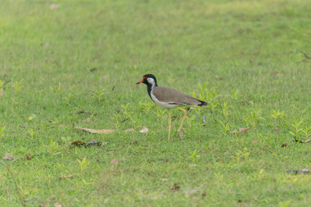 Southern Lapwing on the Green Grass (Quero-quero / Vanellus chilensis)