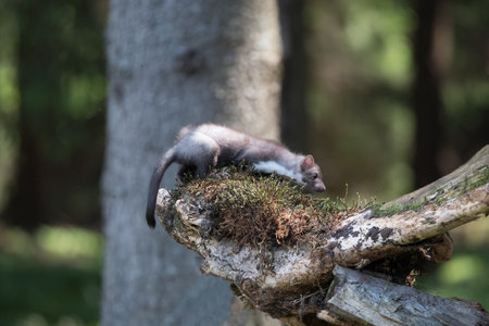 Stone marten, Martes foina, with clear green background. Beech marten, detail portrait of forest...