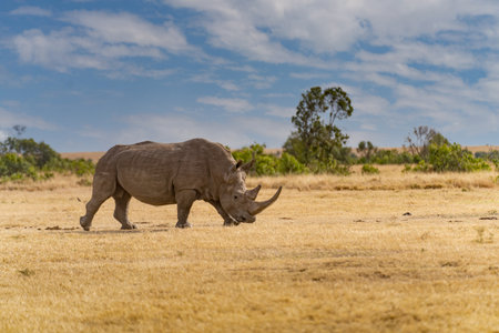 White Rhinoceros Ceratotherium simum Square-lipped Rhinoceros at Khama Rhino Sanctuary Kenya Africa.の写真素材