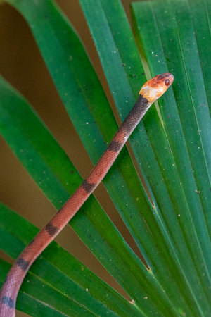 Costa Rican coral snake common snake distributed from the east and southeastern Caribbean in Nicaragua to the Caribbean in Panama. In Costa Rica it is found in tropical and subtropical rainforestsの写真素材