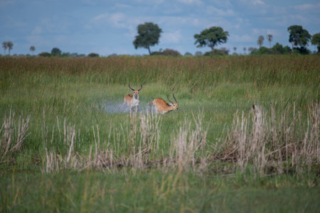 running antelope Waterbuck (Kobus ellipsiprymnus) in the african savannahの写真素材