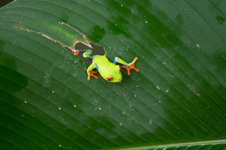 Red-eyed Tree Frog, Agalychnis callidryas, sitting on the green leave in tropical forest in Costa...