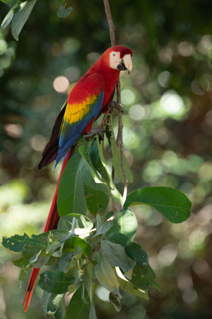 Red parrot in green vegetation. Scarlet Macaw, Ara macao, in dark green tropical forest, Costa Rica,...