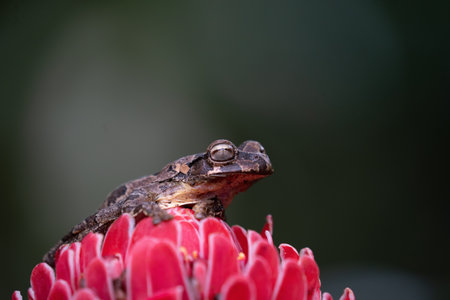 brown frog sitting on a red flowerの写真素材