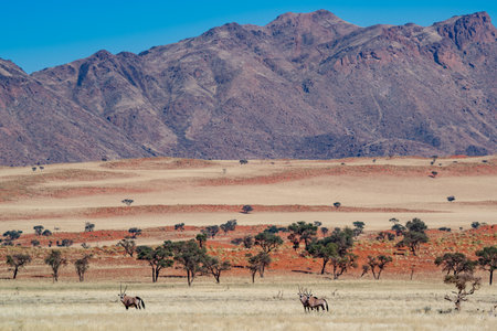 Namibian desert with oryx in the foreground and sand dunes in the background Namibiaの写真素材