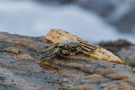 beautiful big crab crawling on a rock. indian ocean sri lanka
