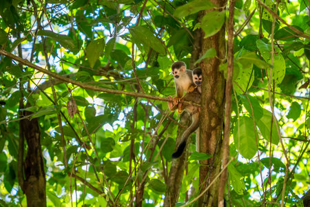 Squirrel monkey, Saimiri oerstedii, sitting on the tree trunk with green leaves, Corcovado NP, Costa...