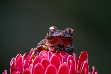 brown frog sitting on a red flower