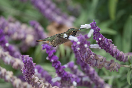 Hummingbird flying next to beautiful red flower. Tinny bird flies in the jungle. Wildlife in...