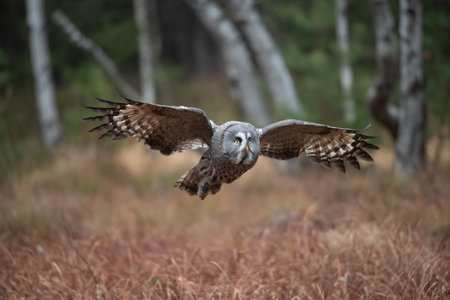 Ural owl (Strix uralensis) is a medium-sized nocturnal owl of the genus Strix, with up to 15 subspecies found in Europe and northern Asiaの写真素材