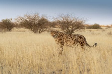 cheetah waiting for prey Namibia.の写真素材