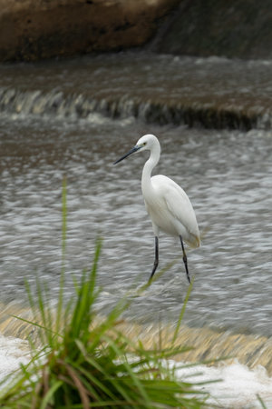 ardea alba/ white heron portrait africa kenyaの写真素材
