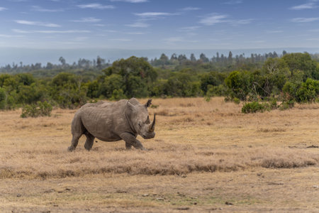 White Rhinoceros, Lake Nakuru National Park, Kenya, Ceratotherium simumの写真素材