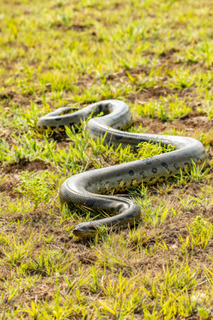 six-meter Anaconda large (Eunectes murinus) South America Venezuela.の写真素材