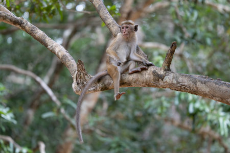 Toque macaque monkey climbs onto a slender tree trunk in the shade of the tropical rain forest.