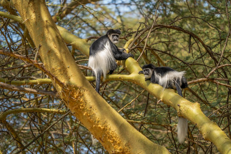 The mantled guereza (Colobus guereza), the eastern black-and-white colobus, or the Abyssinian...