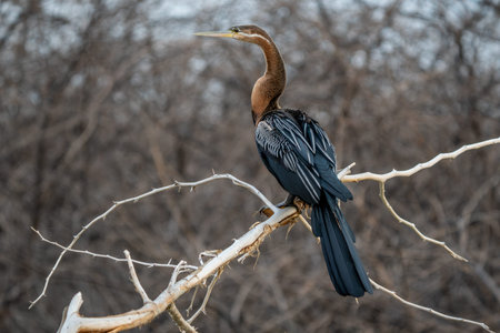 Purple Heron (Ardea purpurea).の写真素材