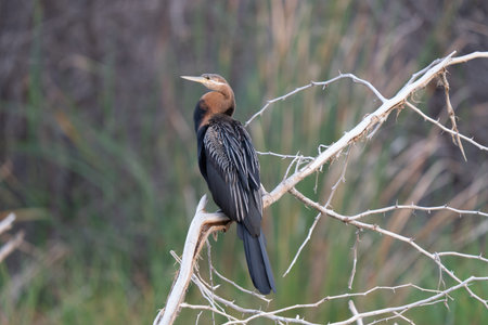 Purple Heron (Ardea purpurea).Columbia south america.